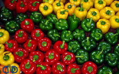 تصویر 4 از فلفل دلمه ای خوش رنگ با ماندگاری طولانی